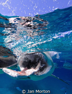 Lemon Shark feeding at the surface.  Olympus EM-1.  Cropp... by Jan Morton 